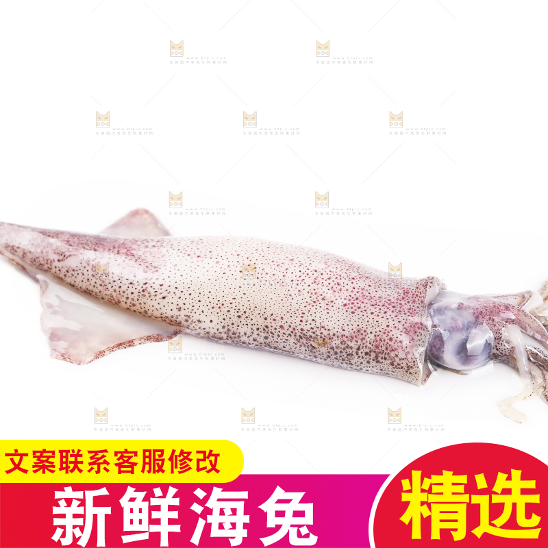 白底上的海兔