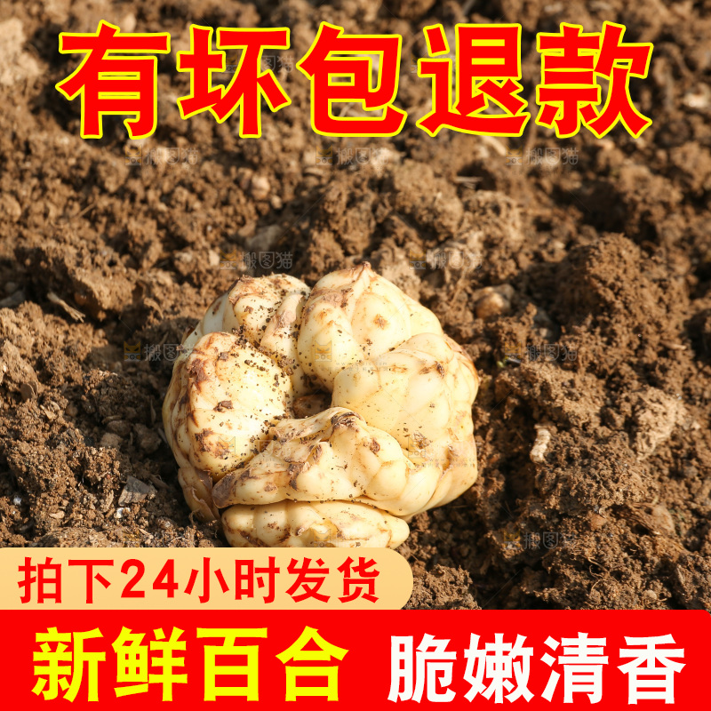 地里的新鲜百合