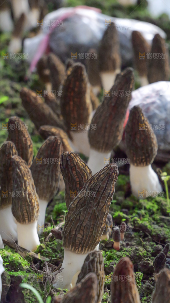 羊肚菌种植基地