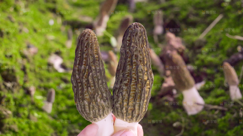 手里拿着新鲜羊肚菌