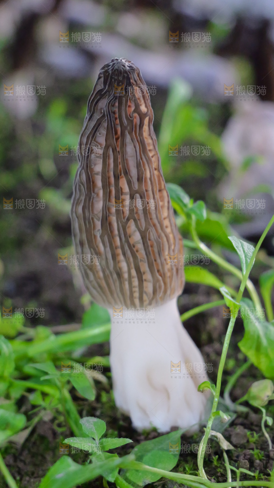 羊肚菌种植基地