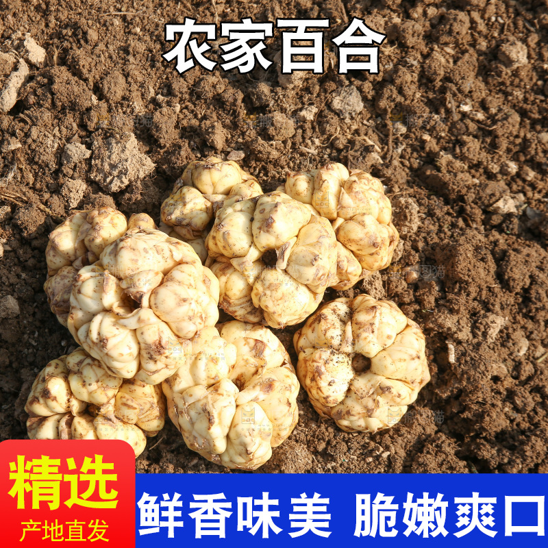 地里的新鲜百合