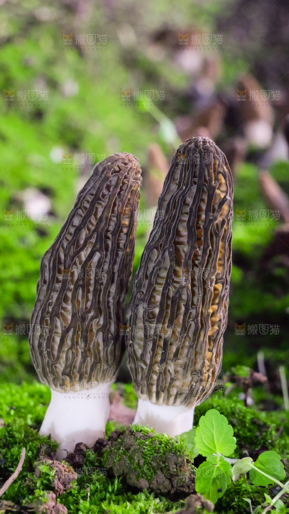 手里拿着新鲜羊肚菌