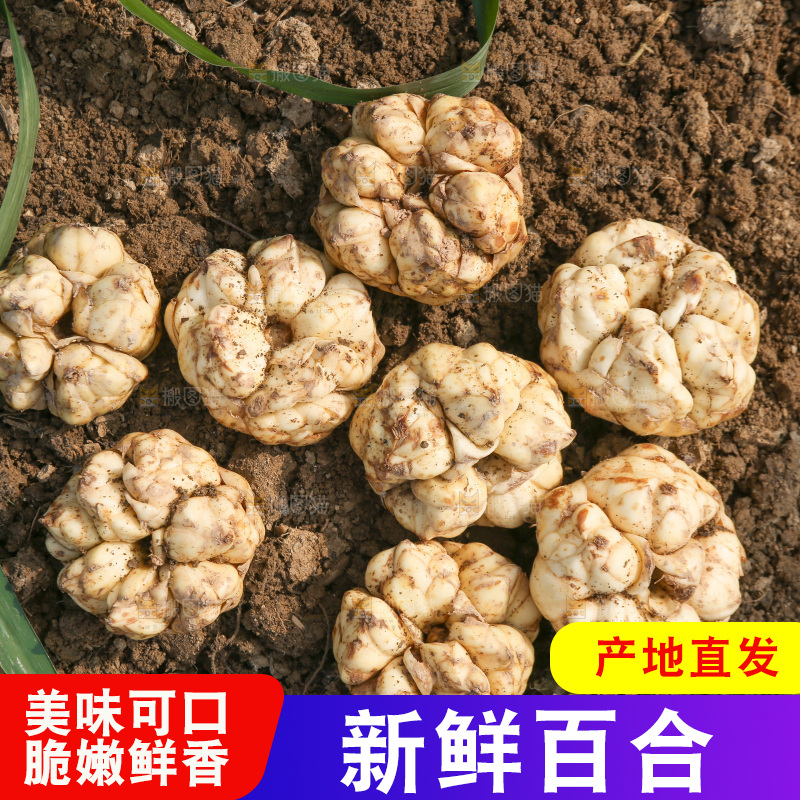地里的新鲜百合
