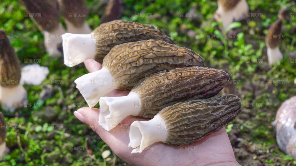 手里拿着新鲜羊肚菌