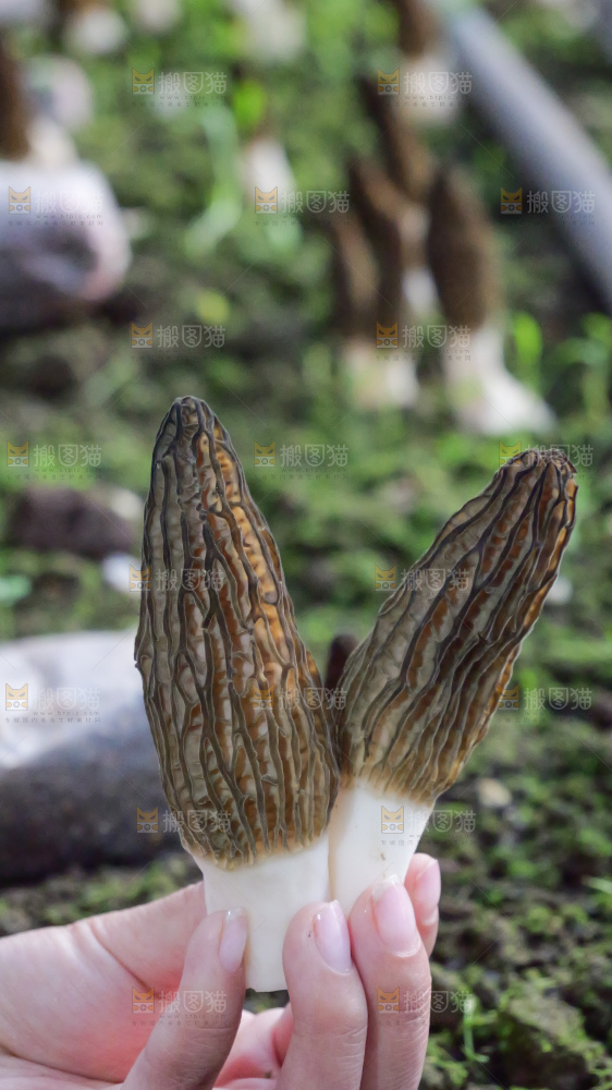 手里拿着新鲜羊肚菌