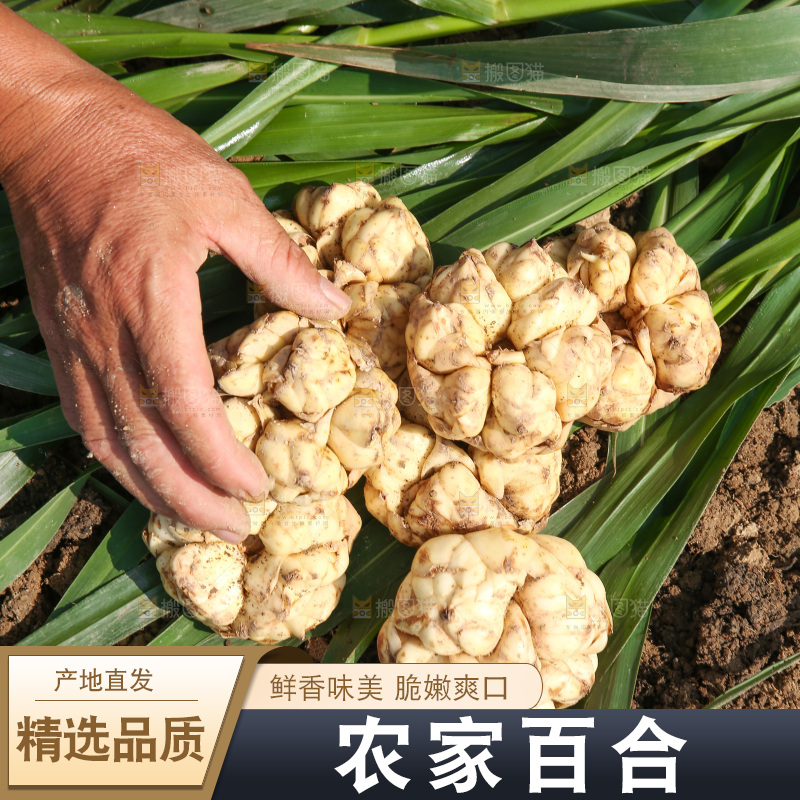 地里的新鲜百合