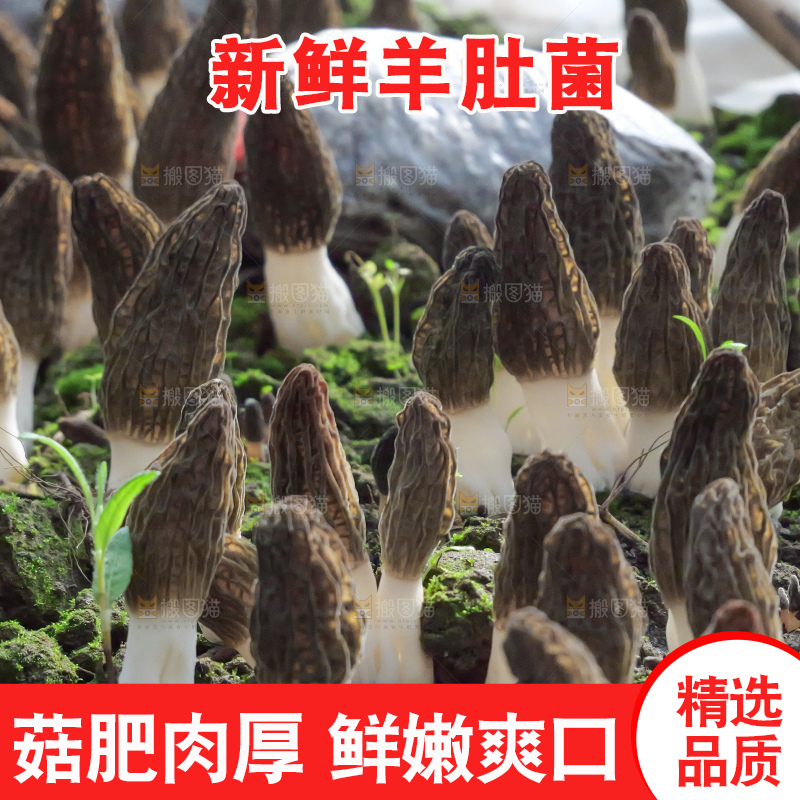 羊肚菌种植基地