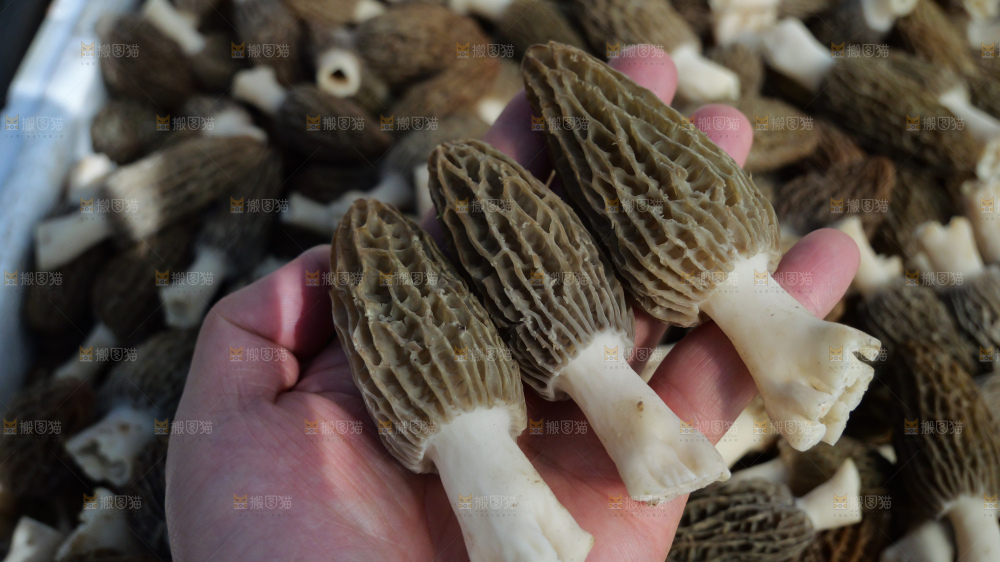 堆放着的新鲜羊肚菌