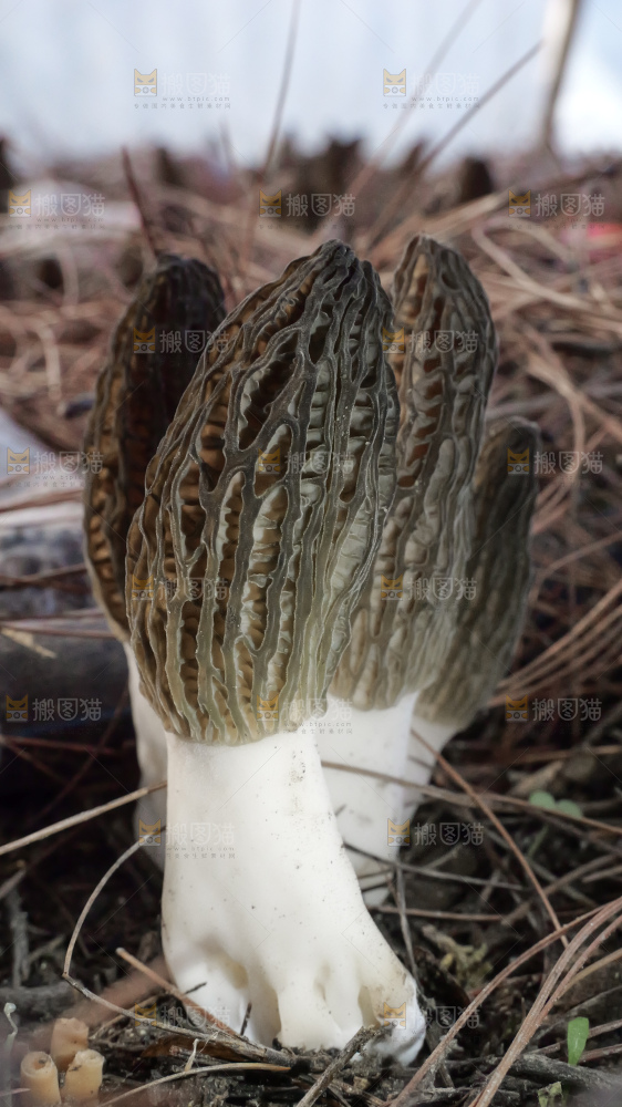 羊肚菌种植基地