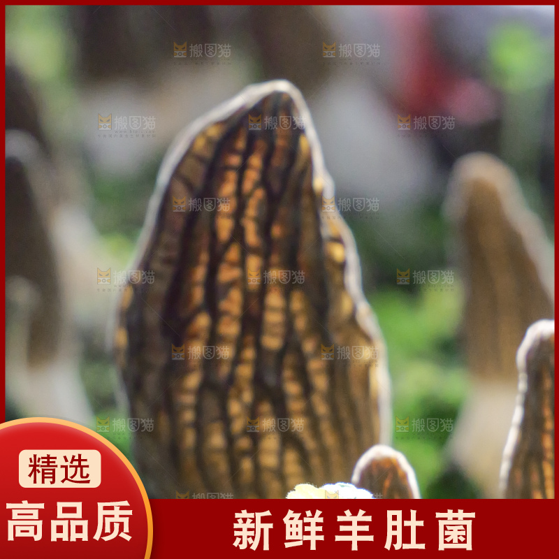 羊肚菌主图