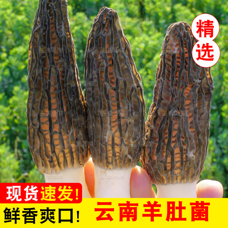 手里拿着新鲜羊肚菌