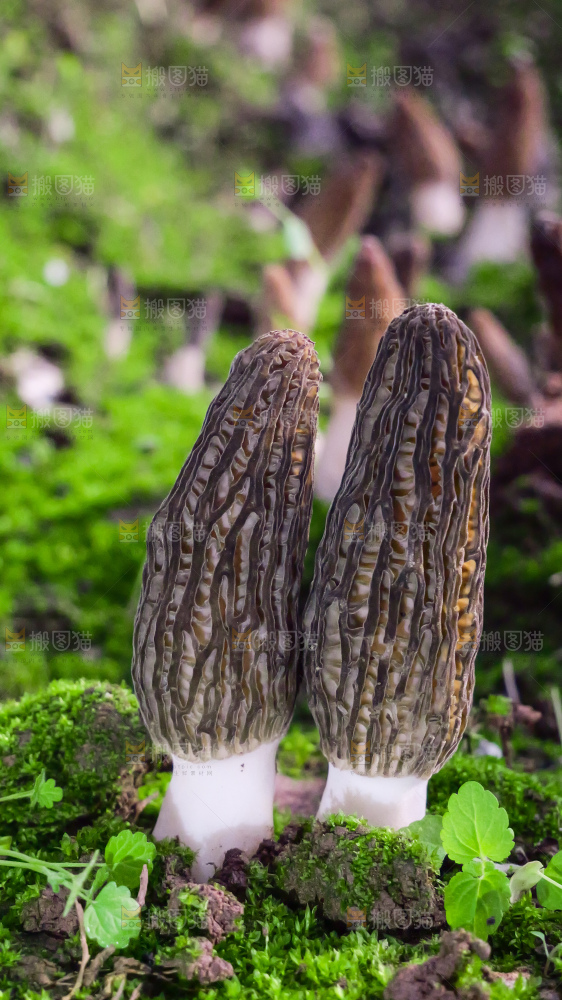 手里拿着新鲜羊肚菌