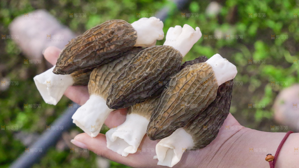 手里拿着新鲜羊肚菌