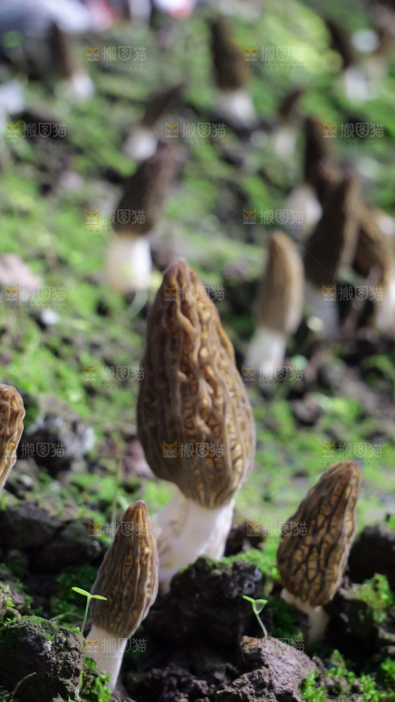 羊肚菌种植基地