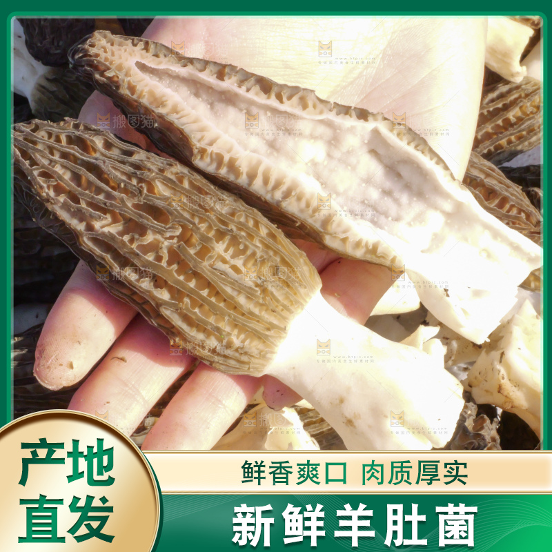 羊肚菌主图