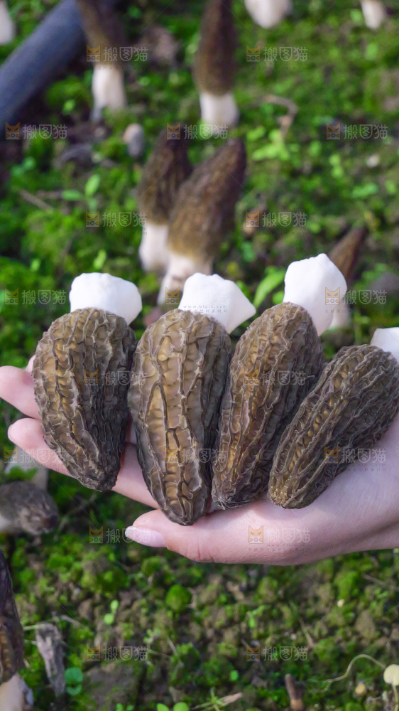 手里拿着新鲜羊肚菌