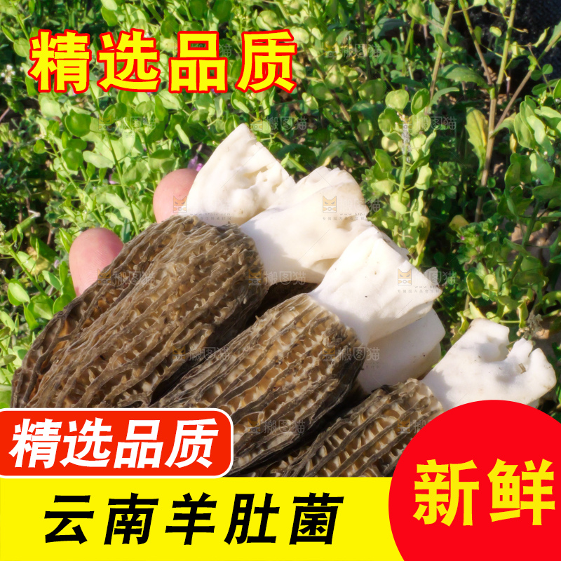 手里拿着新鲜羊肚菌
