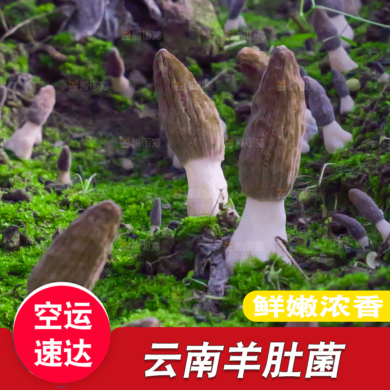 羊肚菌种植基地