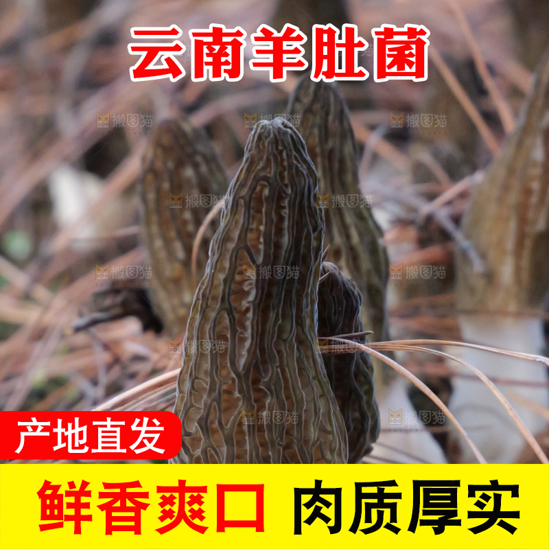 羊肚菌种植基地