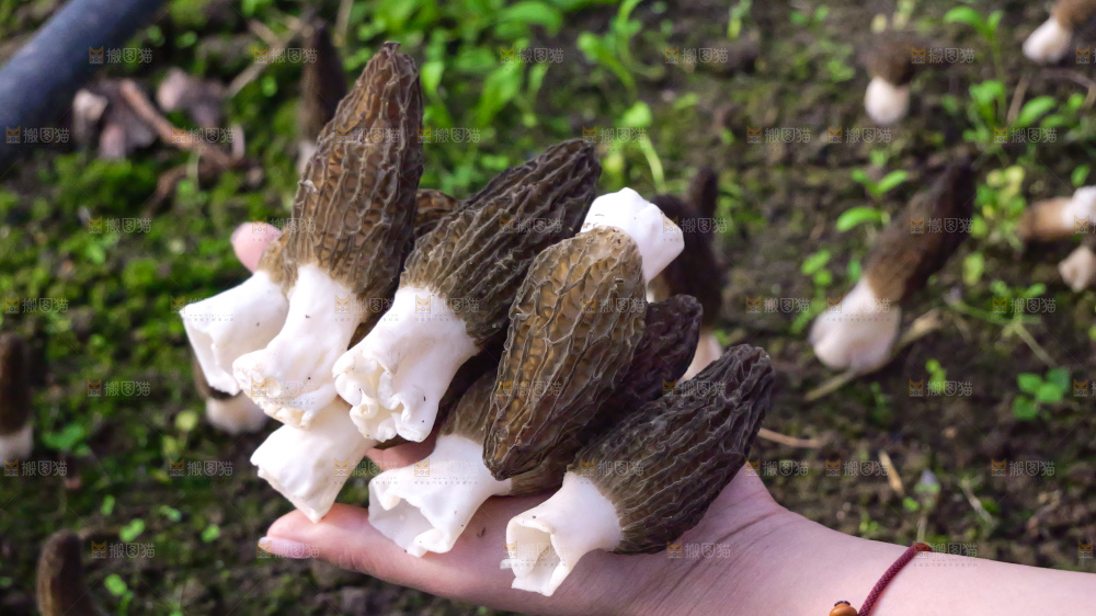 手里拿着新鲜羊肚菌