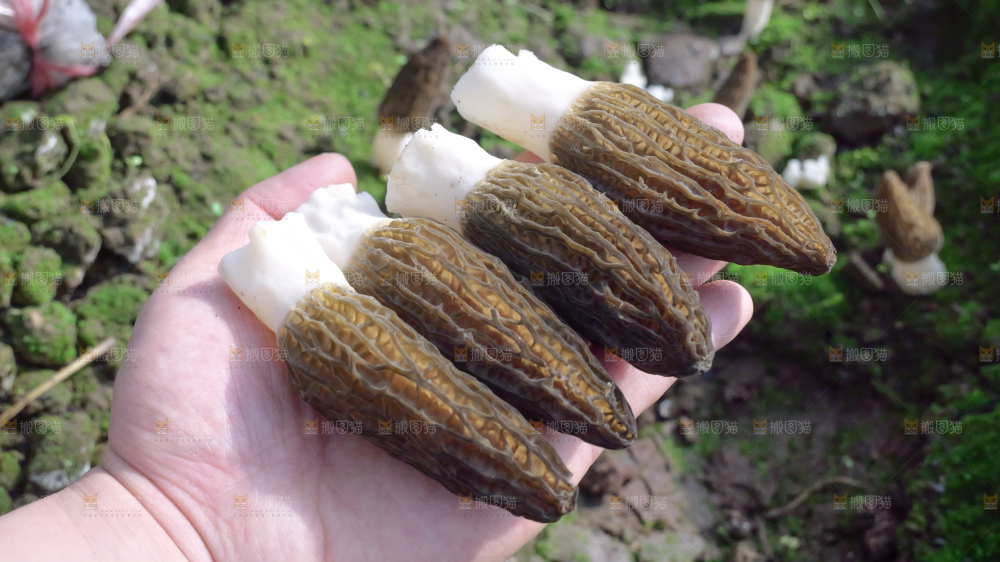 手里拿着新鲜羊肚菌