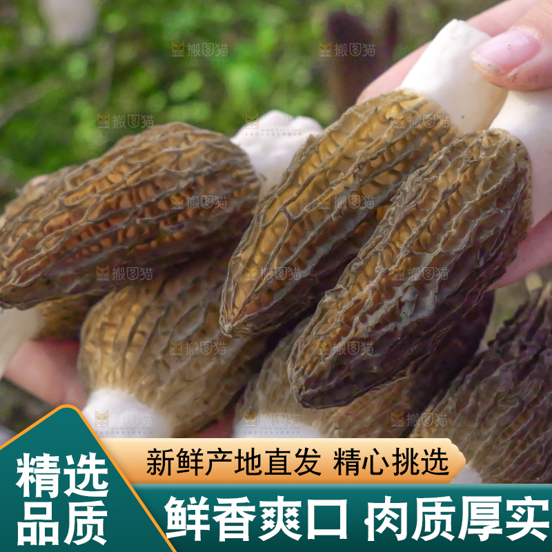 手里拿着新鲜羊肚菌