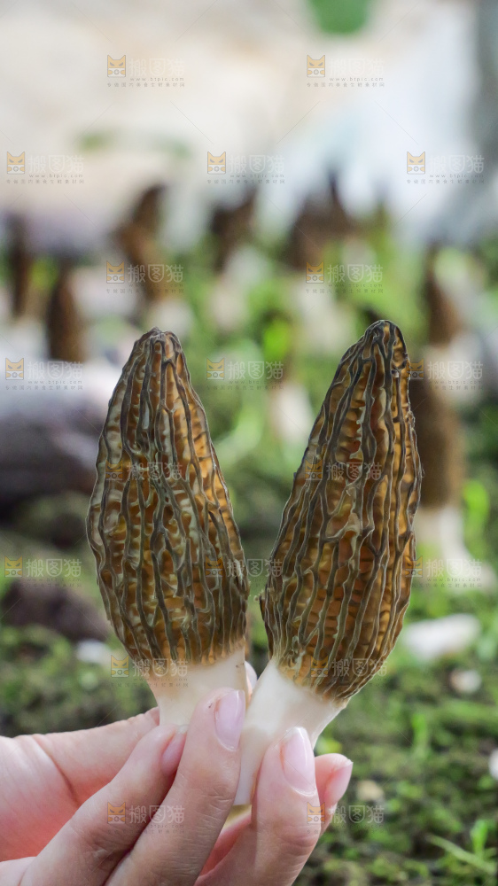 手里拿着新鲜羊肚菌
