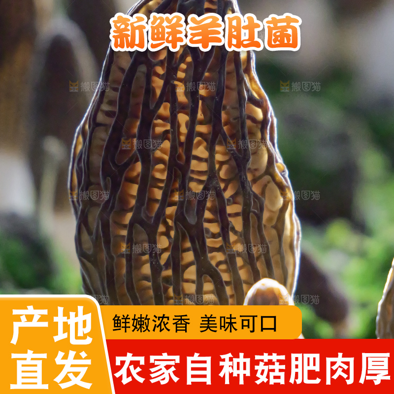 羊肚菌种植基地