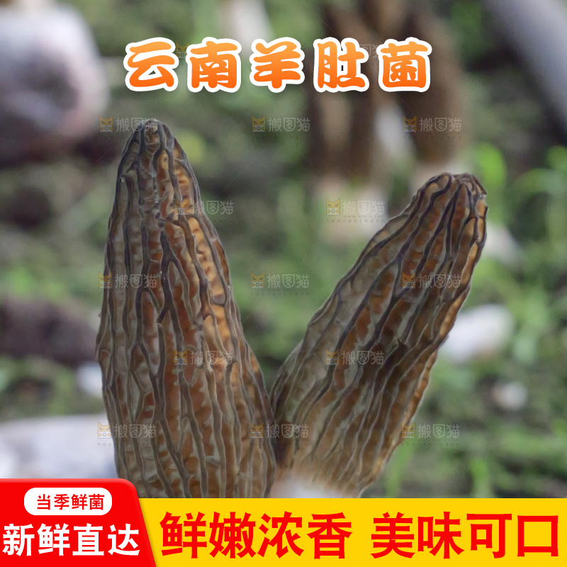 手里拿着新鲜羊肚菌