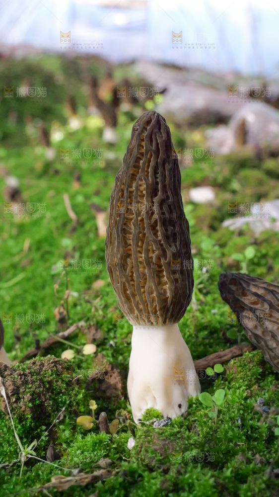 羊肚菌种植基地