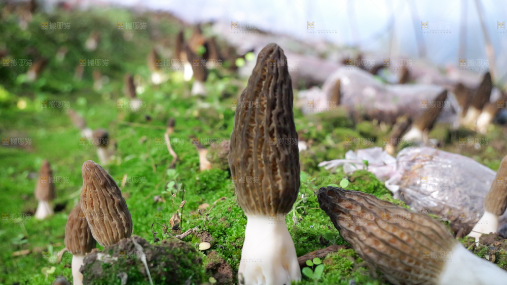 羊肚菌种植基地