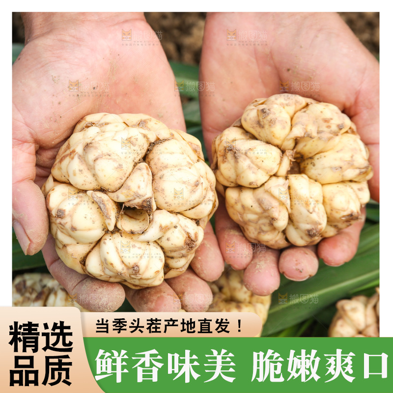 地里的新鲜百合