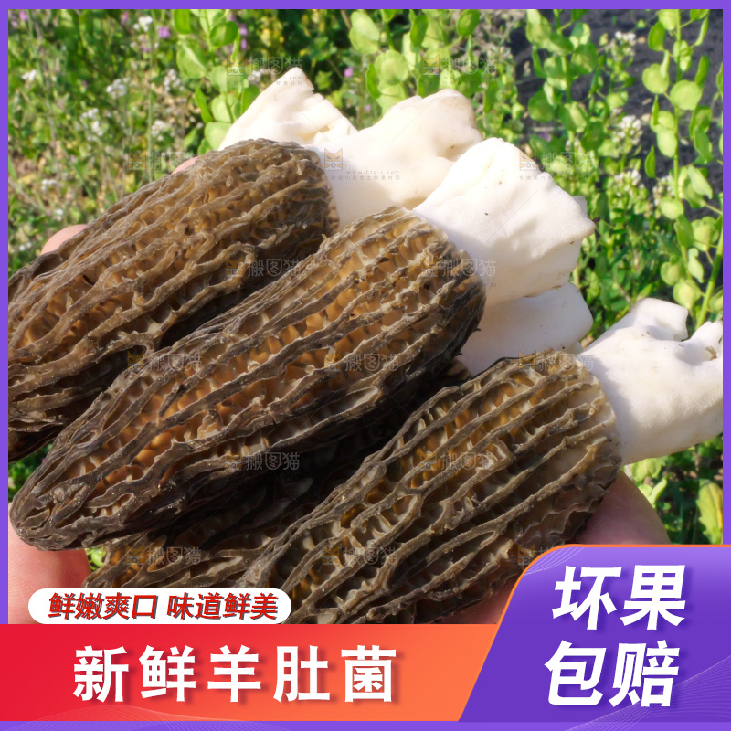 手里拿着新鲜羊肚菌