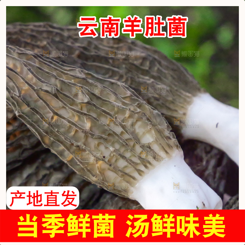 手里拿着新鲜羊肚菌