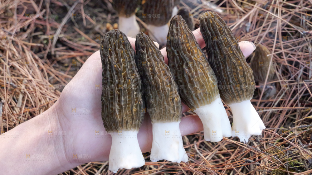 手里拿着新鲜羊肚菌