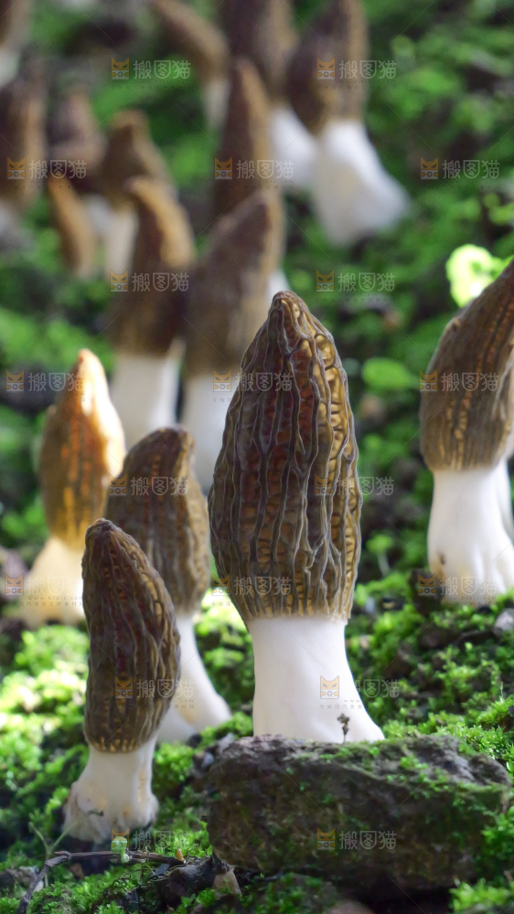 羊肚菌种植基地