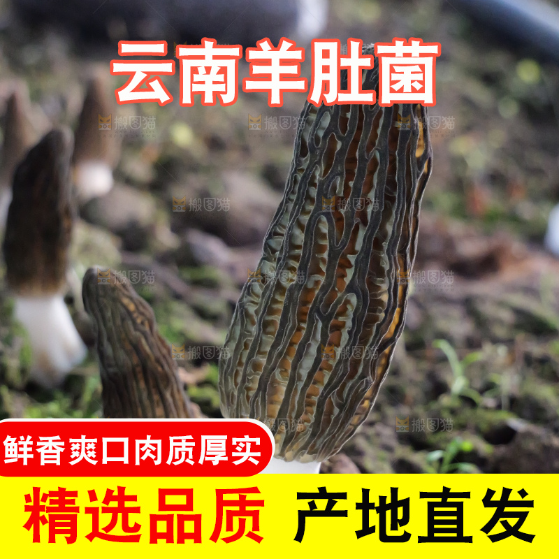 羊肚菌种植基地
