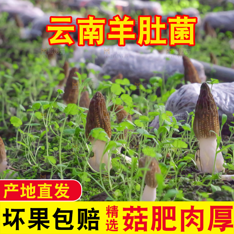 羊肚菌种植基地