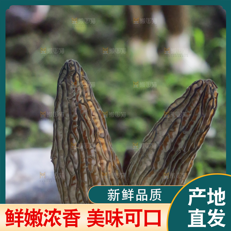 手里拿着新鲜羊肚菌