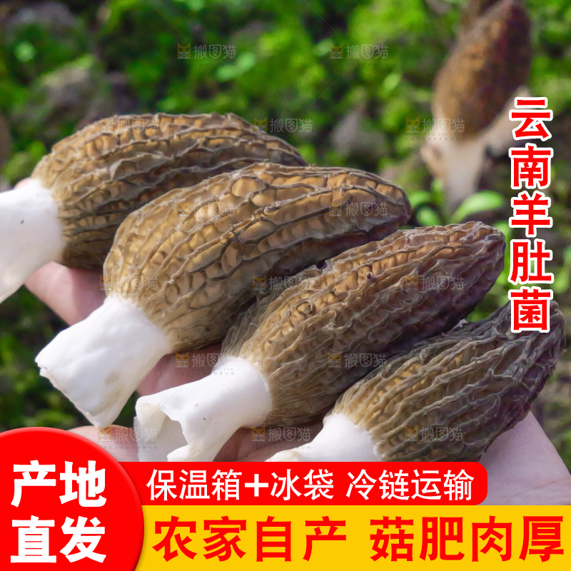 手里拿着新鲜羊肚菌
