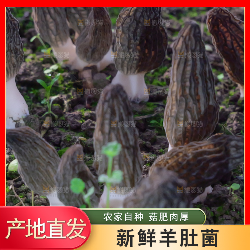 羊肚菌种植基地