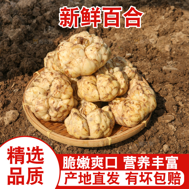 地里的新鲜百合