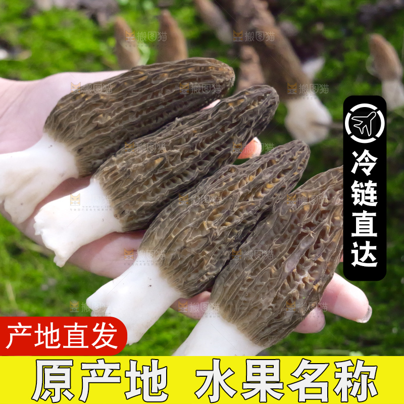 手里拿着新鲜羊肚菌