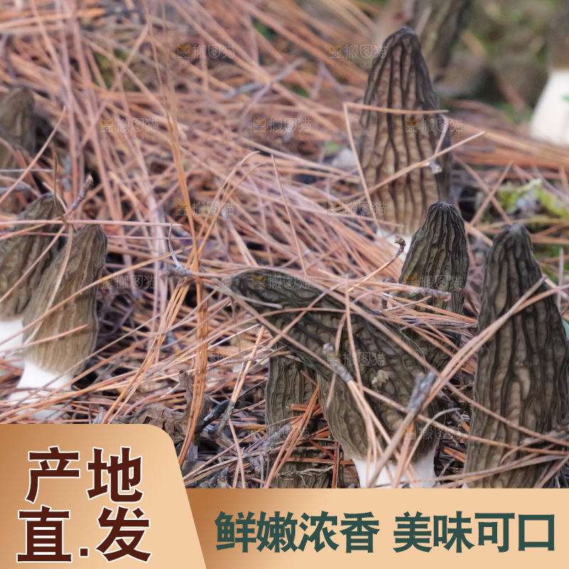 羊肚菌种植基地