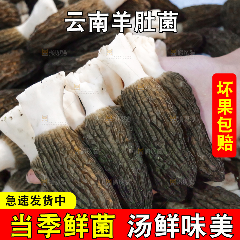 手里拿着新鲜羊肚菌