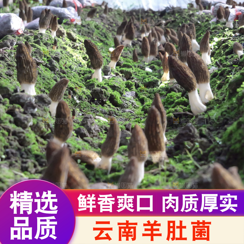 羊肚菌种植基地