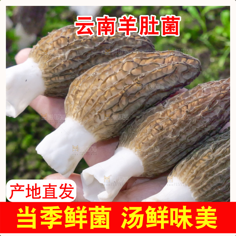 手里拿着新鲜羊肚菌