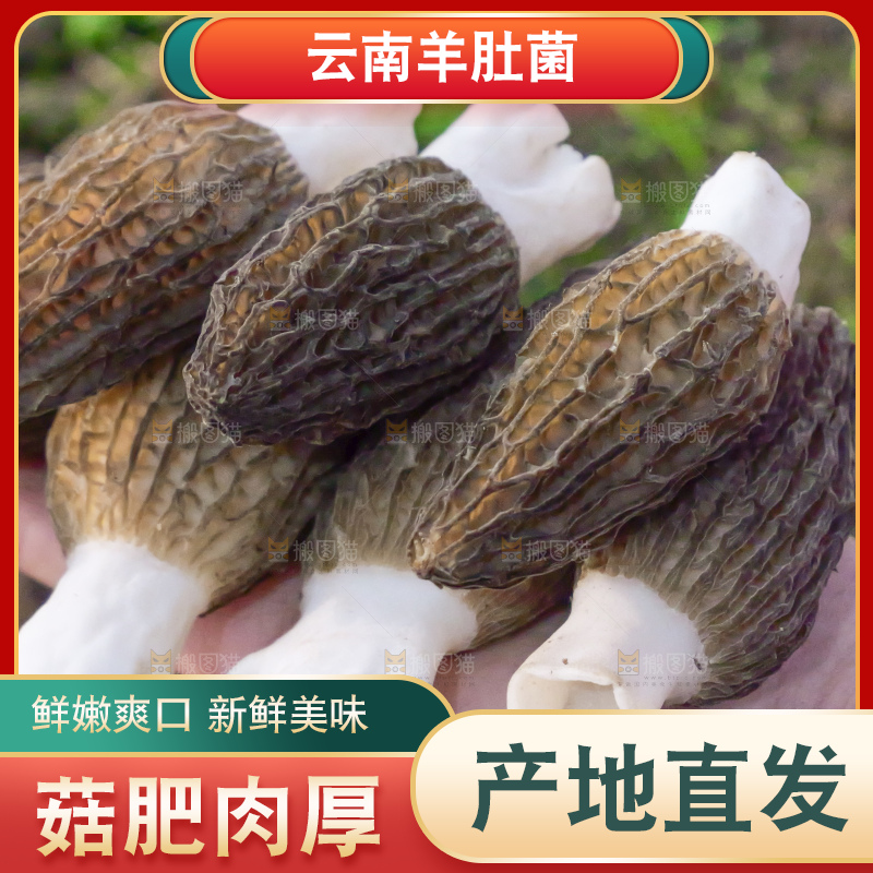 手里拿着新鲜羊肚菌