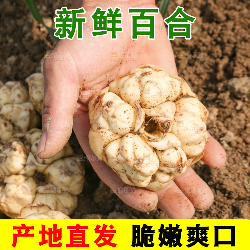 地里的新鲜百合